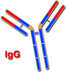 Schema della struttura dell'IgG
