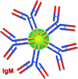 Schema della struttura dell' IgM