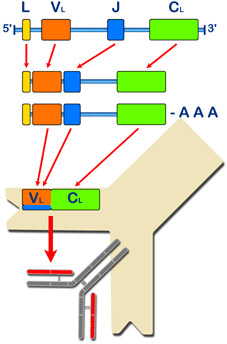 Schema della produzione della catena leggera