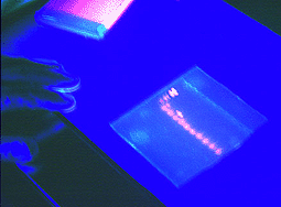 Gel di PCR