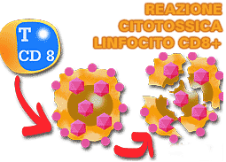 geni induttori di proteine antivirali CD8