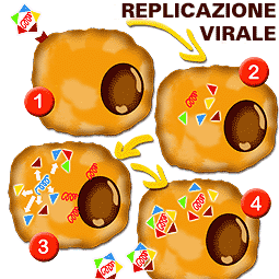 Replicazione virale
