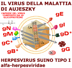Struttura del capside virale. virus della malattia di Aujeszky.