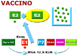 Clonazione proteina E2