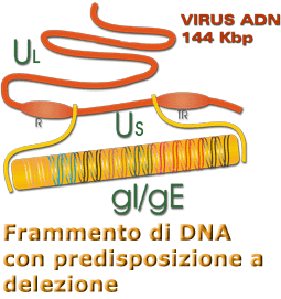 DNA della malattia di Aujeszky