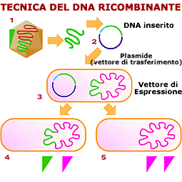 Tecnica del DNA ricombinante