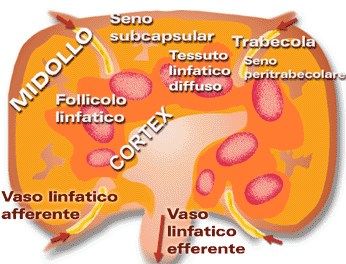 Schema del ganglio linfatico de suino.