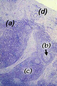 Sezione istologica di un ganglio linfático de suino