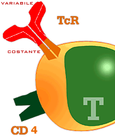 Detalle de un linfocito T.