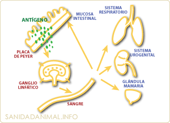 Estimulacion del tejido linfoide de las mucosas