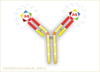 En cada inmunoglobulina: dos sitios de unión con el Ag