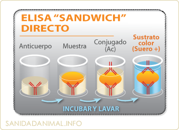 Elisa "sandwich" directo
