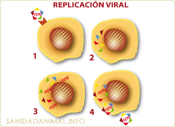 Replicación viral