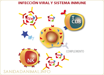 Infección viral y sistema inmune