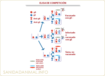 Elisa de Competición