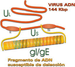 ADN del Virus de Aujeszky